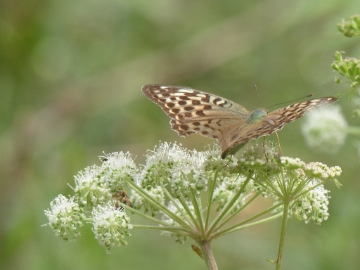 Argynnis (Argynnis) paphia f. valesina